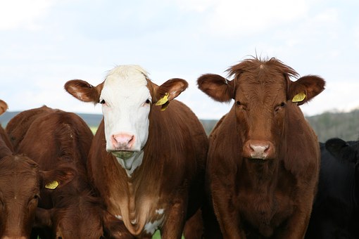 В Башкирии выявили лейкоз крупного рогатого скота