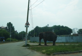 В центре Омска выпустили на прогулку слона