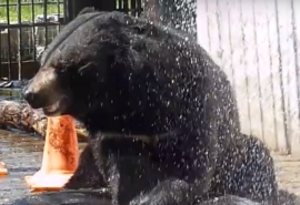 Омский медведь Кузя поделился лайфхаком выживания в жару