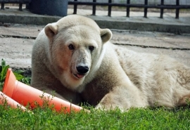 У омской белой медведицы Гули появился иностранный обожатель