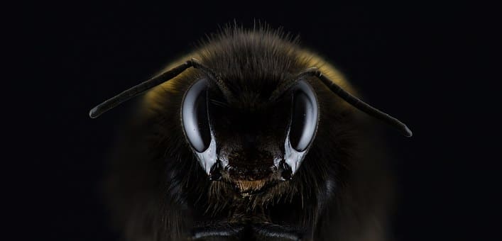 Россельхознадзор назвал причину массовой гибели пчел