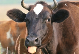 Житель Омской области избил корову монтировкой