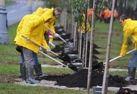 Омские власти к зиме закупают почти тысячу деревьев у тамбовского поставщика