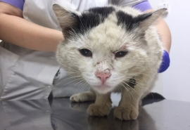 Омский котик Борис, пережив тяжелое заболевание, не может смириться с тем, что никому не нужен