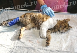 Омская кошка Мурка продолжила любить людей после того, как ей отрезали сгнившую и съеденную червями лапку