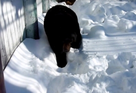 Омский медведь Кузя как был жирным, так и не похудел за всю зиму
