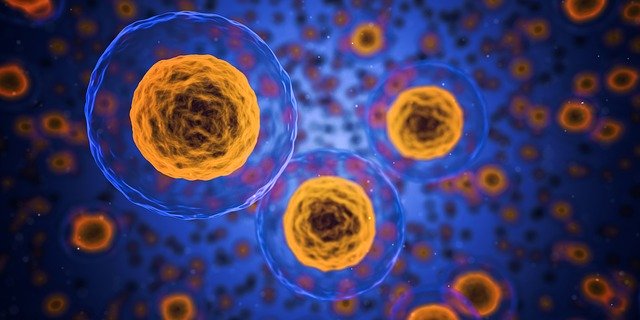 Учёные нашли переключатель клеточной агрессии