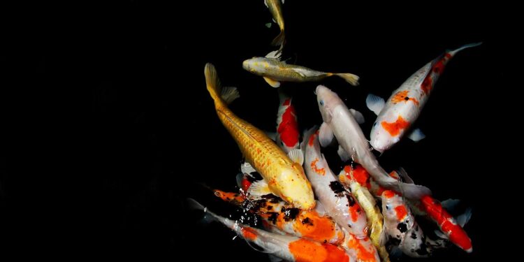 Обнаружена рыба, не накапливающая микропластик в организме