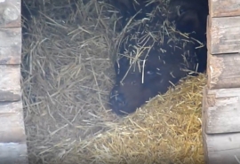 Омская медведица Соня встретила Новый год с меланхолией, объедаясь и лежа на диване