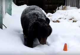 В Омской области проснулся первый медведь и сразу оказался в шоке