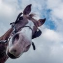 В Омской области лошадь серьезно покалечила 6-летнюю девочку