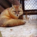 Омский лис Дон потерял интерес к супруге Моне, как только она родила