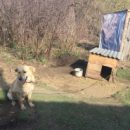 Омский приют для животных вынужден закрыться из-за плачевного положения и возможного голода