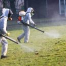 Омские власти рассказали об исходе массового истребления клещей в парках