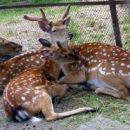 Омские оленихи Маруся и Юля сплотились ради воспитания необычного ребенка от любимого мужчины, которого … Омские оленихи Маруся и Юля сплотились ради воспитания необычного ребенка от любимого мужчины, которого …