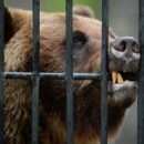Врачи рассказали о тяжелом состоянии и множестве травм омича, которому медведь откусил руку