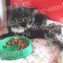 Дети спасли гниющего и покрытого ранами кота Василия, который стал блюдом для опарышей