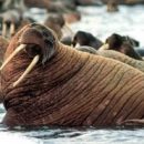 Омичам запретили держать дома крокодилов, моржей, носорогов и змей