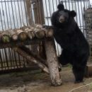 С появлением соперницы омская медведица Кроха коварно завлекает в свои сети жениха Кузю, которому не раз …