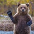 Омские охотники и чиновники переругались из-за шкуры «не убитого медведя» Омские охотники и чиновники переругались из-за шкуры «не убитого медведя»