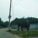 В центре Омска выпустили на прогулку слона