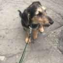 Омский переломанный щенок Шанти нашел в себе силы поверить людям и начать новую жизнь