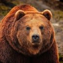 В Омской области разрешили истребить каждого десятого медведя