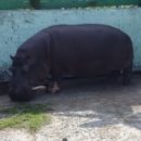 Обреченный на одиночество омский бегемот Кёниг просит поддержать его в день рождения