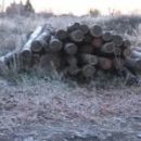 Масштабное уничтожение леса на севере Омской области покажут на немецком телевидении