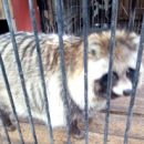 Омская енотовидная собака Матрена считала себя одинокой, но обзавелась сразу несколькими близкими ей по …