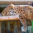Омский леопард Граф отверг уже вторую невесту, несмотря на короткий роман