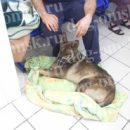 В Омске обездвиженный щенок Сармат пытается найти силы жить со сложными переломами лап