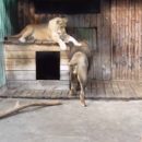 Омские львы Крис и Агнесса, отселив сына, с нетерпением предались любви