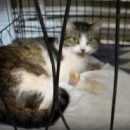 Добрая кошка Степа не может понять, за что ее выкинули с 5-го этажа на глазах у детей в Омске