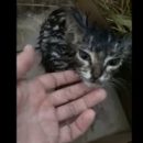 В Омске котенка жестоко избили до разрыва брюшка и выкинули умирать под ливень В Омске котенка жестоко избили до разрыва брюшка и выкинули умирать под ливень