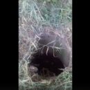 Омичка в соцсетях сообщила о провалившемся в колодец муже
