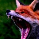 Омской области из-за смертельного вируса изолировали деревню Омской области из-за смертельного вируса изолировали деревню