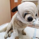 Песик Дэн с лопнувшими глазами под старость лет оказался на обочине жизни в Омске, но все еще борется