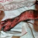 Брошенный всеми щенок без шерсти, покрытый ранами и слизью, с помощью омичей робко взглянул в будущее