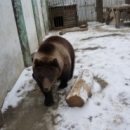 Омская медведица Соня довольна тем, что стала жирненькой