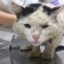 Омский котик Борис, пережив тяжелое заболевание, не может смириться с тем, что никому не нужен