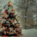 Омские лесники намерены спасать елочки от вырубки к Новому году
