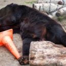 Омский медведь Кузя вновь стал королем френдзоны