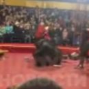 Огромный медведь бросился грызть горло дрессировщика в цирке-шапито