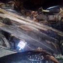 Омич расстрелял из ружья целую семью