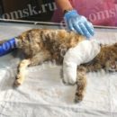 Омская кошка Мурка продолжила любить людей после того, как ей отрезали сгнившую и съеденную червями лапку