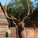 Охваченные страстью омские олени Паша, Хасан и Юлиан меряются рогами, позабыв про женщин