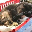 Кота Ваську, некогда пожираемого червями, полюбила и забрала домой омичка