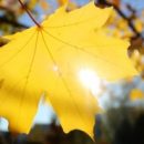 В выходные в Омске потеплеет до +20 °С