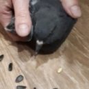 Омичи пожаловались на постоянно проникающих в квартиру голубей